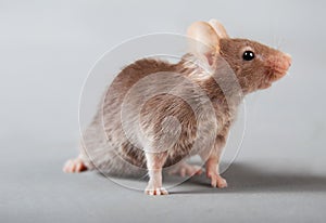 Laboratory mouse
