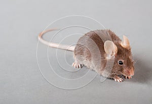 Laboratory mouse