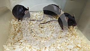 Laboratory mouse mice rat research experiment