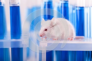 Laboratory Mouse with Test Tubes