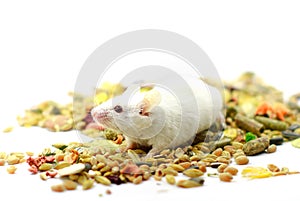 Laboratory mouse on white