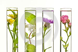 Laboratory, Pink, honeysuckle, thistle and dandelion in test tub