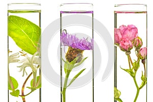 Laboratory, Pink, honeysuckle, thistle and dandelion in test tub