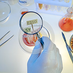 Laboratory procedure for food safety, laboratory technician labels a tomato from a greenhouse with a plate with the