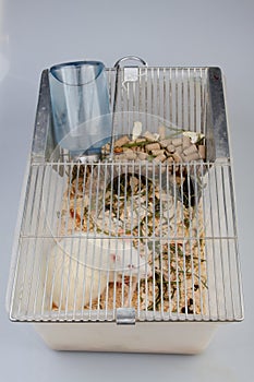 Laboratory rat photo