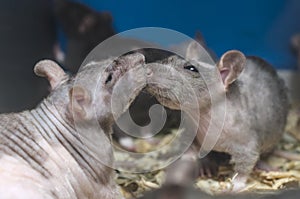 Laboratory rat behind the glass, two rats