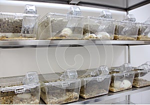Laboratory rats cages