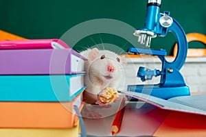 Laboratory rat. Funny white rat mouse in classroom. White test rat sitting on microscope. Laboratory rat in a lab