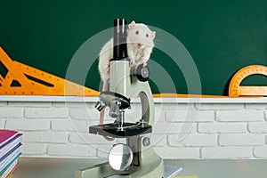 Laboratory rat in a lab. Concept - testing of drugs, vaccines laboratory animals. Humanity genetic studies.