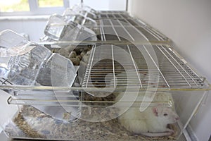 Laboratory rats in cages