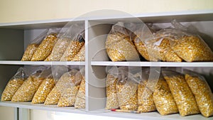 Laboratory research of corn seeds. samples of different species, varieties of selection corn. laboratory for the
