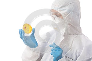 Laboratory scientist cultivating virus or bacteria on Petri dish