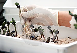 Laboratory testing of seed germination