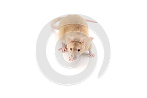 Laboratory white mouse isolated on white