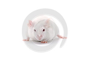 Laboratory white mouse isolated on white