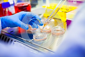 Laboratory work with cells and tissue cultures in Flowbox