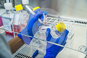 Laboratory work at the steril bank. Labeling cell culture flasks. Cell splitting work.