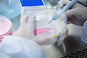Laboratory work with tissue cultures photo