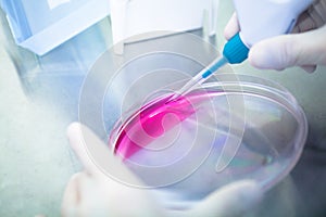 Laboratory work with tissue cultures photo