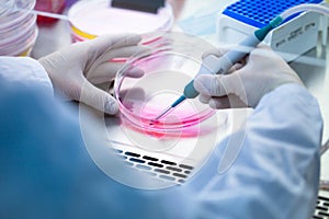 Laboratory work with tissue cultures