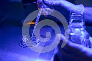 Laboratory worker adding drops with fluid to petri dish