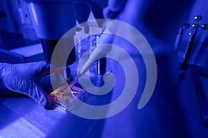 Laboratory worker adding special fluid to plate with embryo samples