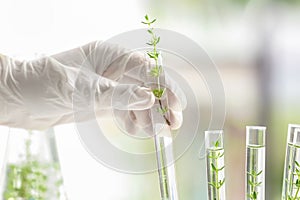 Laboratory worker holding test tube with plant, closeup