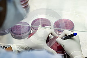 Laboratory worker labelling a culture plate petri dish with black marker pen inside an asceptic fume hood in a microbiology labora