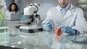 Laboratory worker making pesticide inoculation to tomatoes to prevent spoilage