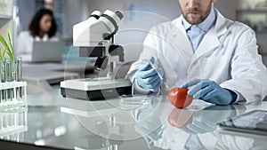 Laboratory worker making pesticide inoculation to tomatoes to prevent spoilage