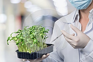 Laboratory worker perform manipulations with sprouts