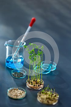 Laboratory workplace for creating modern transgenic plants ,seeds of watercress, lentils, and others collection of plant