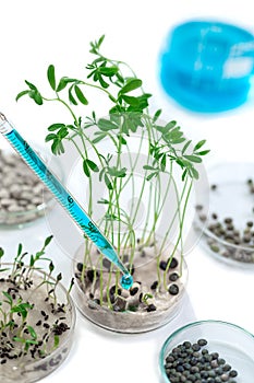 Laboratory workplace for creating modern transgenic plants ,seeds of watercress, lentils, and others collection of plant