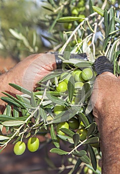 Laborer collecting olives from the branch
