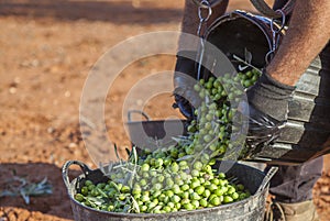 Laborer emptying his fruit-gathering basket of olives into the bucket