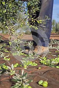 Laborer picking olives from tree