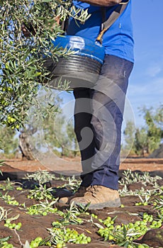 Laborer picking olives from tree