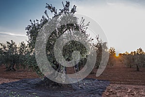 Laborer on the stepladder collecting olives at dawn