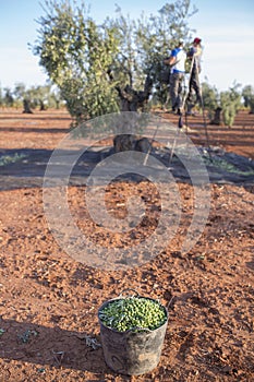 Laborers collecting olives from stepladder