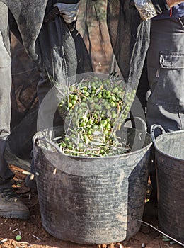 Laborers couple transfers olives from collection net to the harvesting bucket
