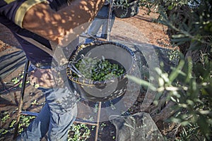 Laborers on the ladder collecting olives from the branch to the basket