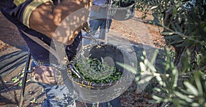 Laborers on the ladder collecting olives from the branch to the basket