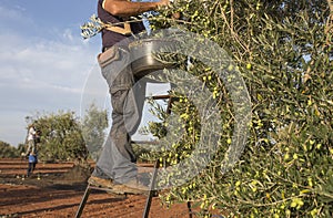 Laborers on the ladder collecting olives from the branch to the basket