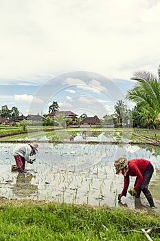 Laborers in the rice fields, working in the sunshine in the open field