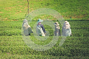 Laborers woman standing and waiting for pick up green tea.