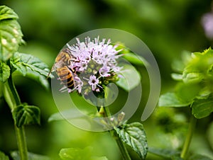 A laborious bee that collects nectar from mint flowers contributes to the pollination of flowers.