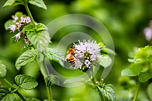 A laborious bee that collects nectar from mint flowers contributes to the pollination of flowers.