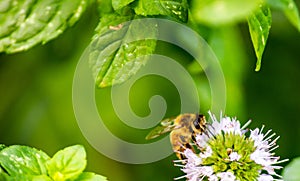 A laborious bee that collects nectar from mint flowers contributes to the pollination of flowers.