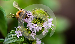 A laborious bee that collects nectar from mint flowers contributes to the pollination of flowers. photo