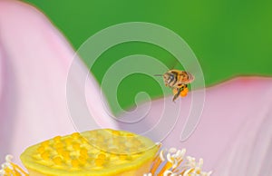 Laborious Bee and Lotus photo